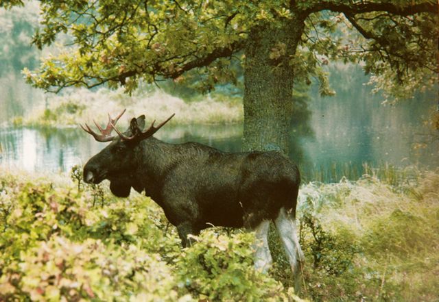 Gaststätte Jägerstuben in Barkenholm Gastronomie Elch